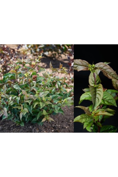 Діервілла Меджикал Грін Дракон у ланшафті